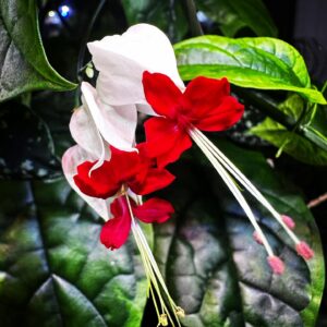 Clerodendrum Thomsoniae Variegata