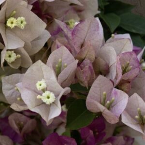Bougainvillea Chitra Cream
