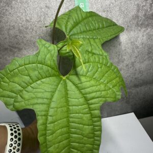 Dioscorea Sansebarensis