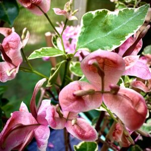 Bougainvillea Mahsuri Peach
