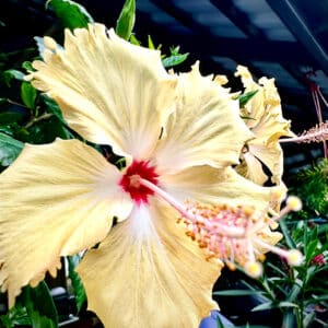 Hibiscus Sri Lanka