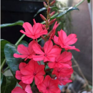 Plumbago Indica  - Ołownik Indyjski