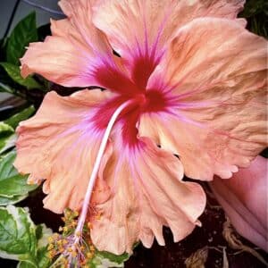 Hibiscus Antilles Saumon