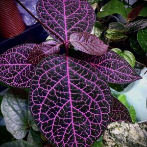 Prestonia Quinquan Gularis