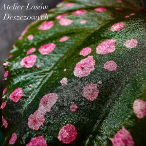 Begonia sp Hairy Spots