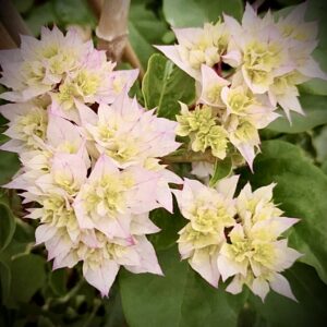 Bougainvillea Double White