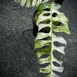 Epipremnum Hanoman sp Bali