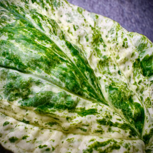 Amydrium Medium "Albo Variegata"