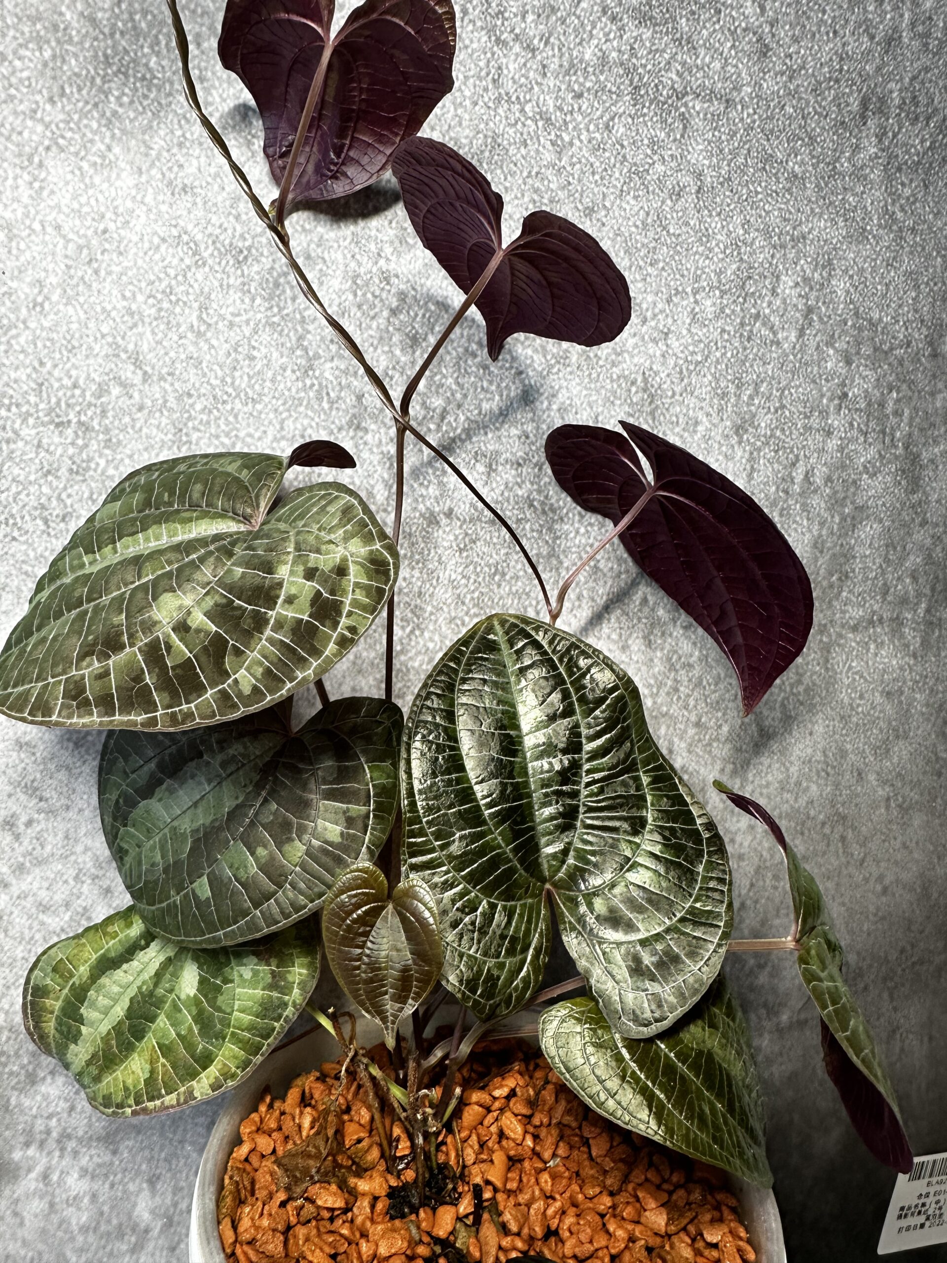 Discolor Dioscorea Discolor Silver (Red Form) - Atelier lasów deszczowych