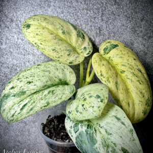 Scindapsus Blue Splash Variegata