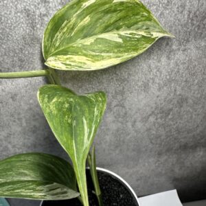 Scindapsus Blue Albo Tricolor Indo Form – unikatowa kolekcjonerska odmiana o trójbarwnym wybarwieniu