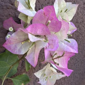 Bougainvillea Guifei Variegata