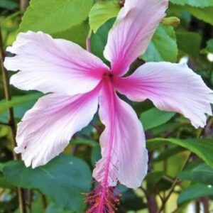 Hibiscus Albo Lacinatus