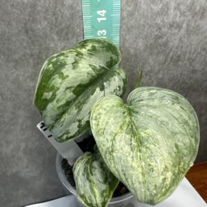 Scindapsus Peasun V2