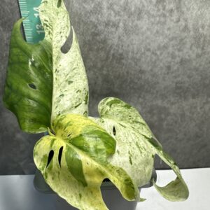 Epipremnum Pinnatum Marble Variegata – kolekcjonerska perła o marmurkowym wybarwieniu