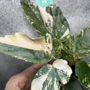 Begonia Ginny Galaxy Pink Variegata