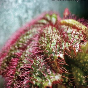 Begonia sp Lahad Datu