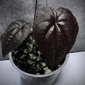 Dioscorea sp Black