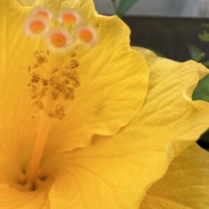 Hibiscus Sunshine