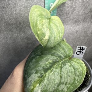 Scindapsus Green Dragon