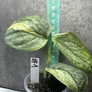 Scindapsus Black Dragon