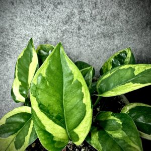 Epipremnum Lemon Menrigue