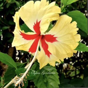 Hibiscus Sylvia Goodman