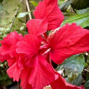 Hibiscus El Capitolio