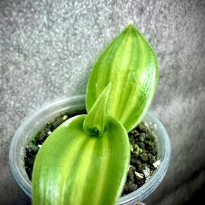 Vanilla Planifolia Variegata Orchidea Storczyk