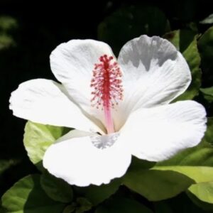 Hibiscus Arnottianus róża chińska