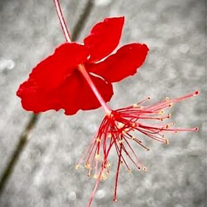 Hibiscus Grandidieri var. Phanerandrus
