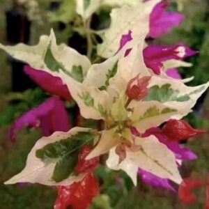 Bougainvillea El Tinto