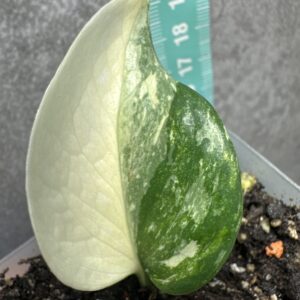Epipremnum aureum 'Colorado Constelation' - rzadka roślina kolekcjonerska
