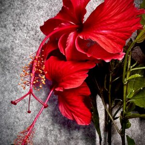 Hibiscus Archerii róża chińska