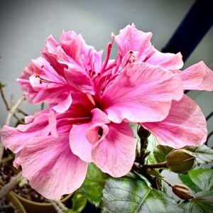 Hibiscus Asia róża chińska