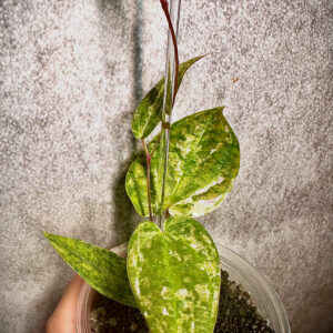 Dioscorea brevipetiolata roślina kolekcjonerska